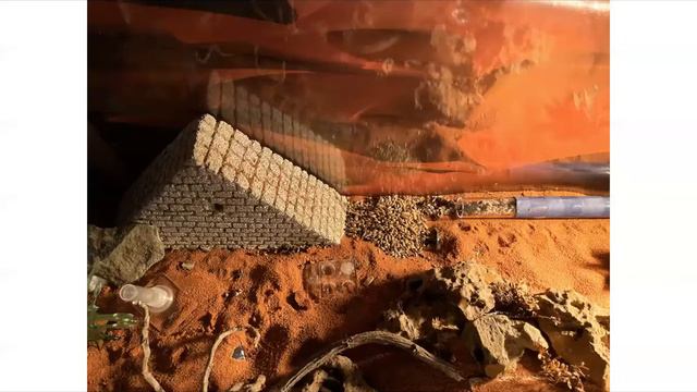 Ernteameise Messor Barbarus Haltung