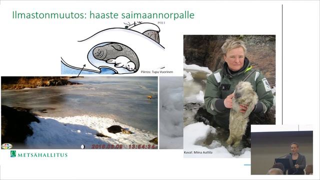 Miina Auttila: Suojelutoimet uhanalaisten lajien sopeutumisen tukena – case saimaannorppa смотреть онлайн