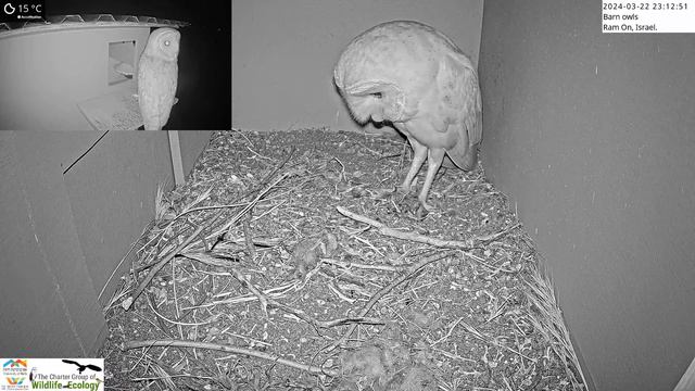 Bachelor Barn Owl Woos Lady Friend To His Nest Box смотреть онлайн