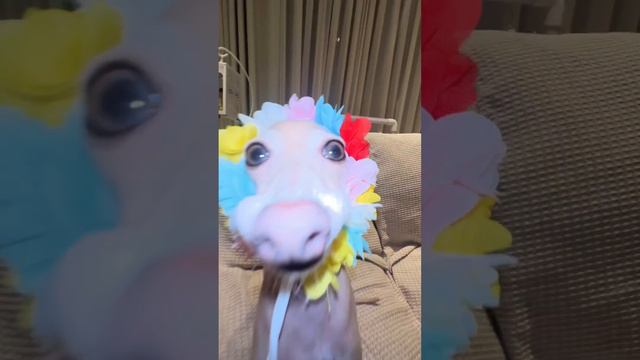 прикол смотреть онлайн