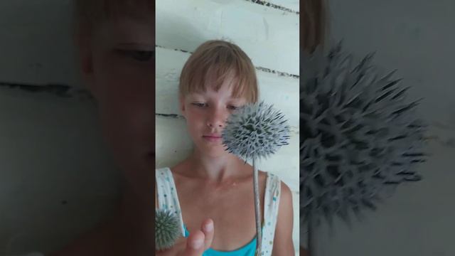 название не знаем. #растения #shortvideo #лето #subscribe #дача #2024 смотреть онлайн