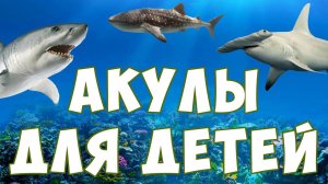Акулы для детей ¦ морские животные ¦ учим рыб ¦ развивающее видео