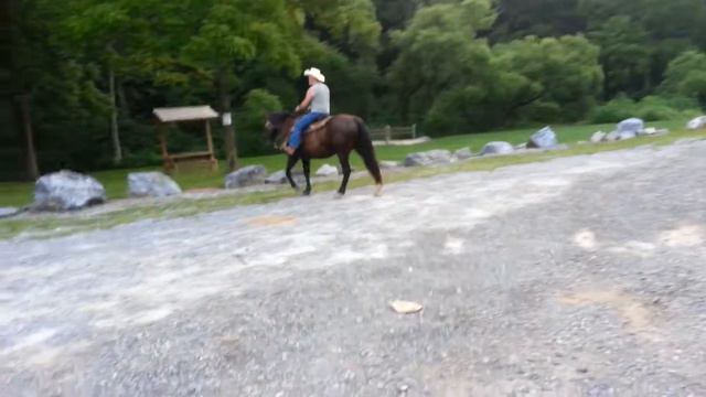Dot - Friesian Cross Mare смотреть онлайн