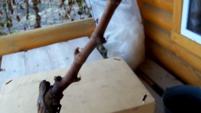 Приобретение саженцев через интернет. смотреть онлайн