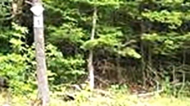 Homes for Sale - 301 Liddle Rd Duanesburg NY 12056 - Nathalie Lenehan смотреть онлайн