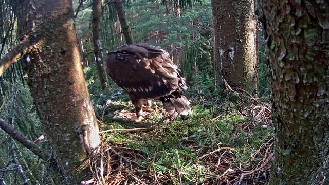 LDF Mazais ērglis~Andris brings a little bird for Grincs~8:21 AM 2019/08/03 смотреть онлайн