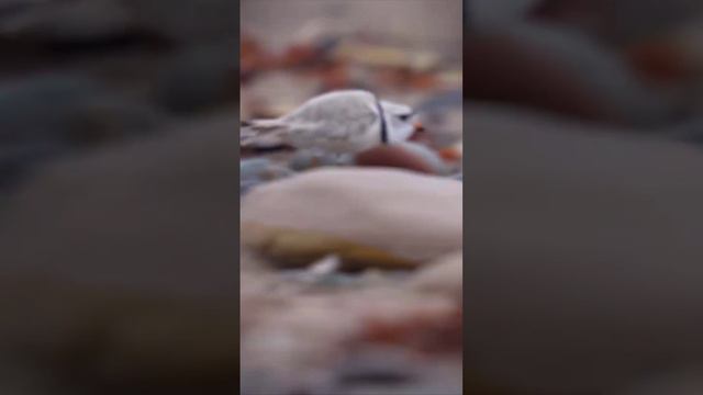 прикол смотреть онлайн