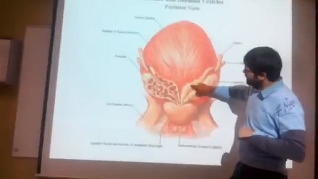 Anatomía General - Aparato Genitourinario - Aparato Reproductor Masculino