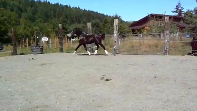 EV Myrddin Yearling Welsh Cob Colt