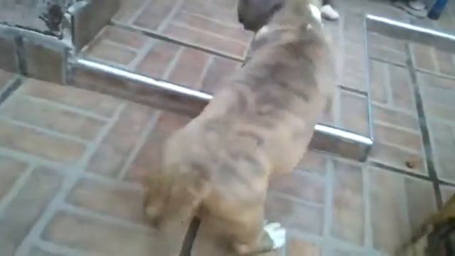 American Staffordshire Terrier смотреть онлайн
