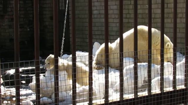 Polar Bear NORA In Tallinn Vol.2