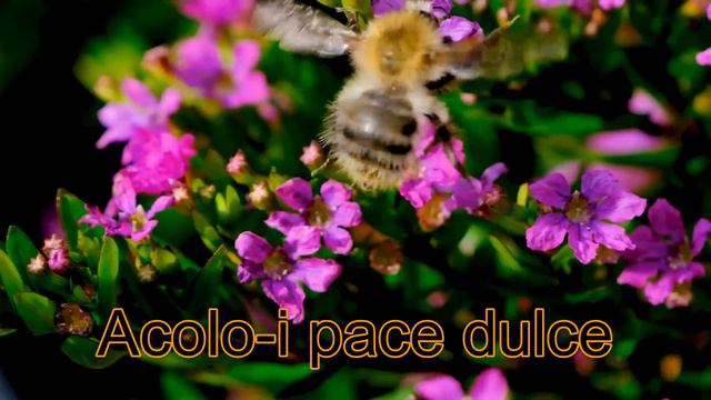 TE DU MEREU MAI SUS смотреть онлайн