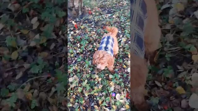 У меня новая жилетка.mp4