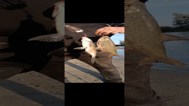 Дуплет на Донку. Одновременно клюнул Лещ и Язь👍 смотреть онлайн