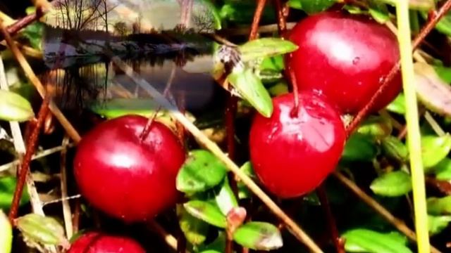 Inese Saulīte - Solījums