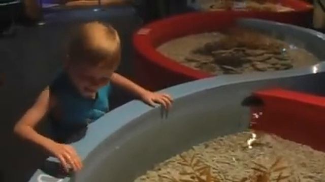 Noah aer en haj i KL ocean world.mp4 смотреть онлайн