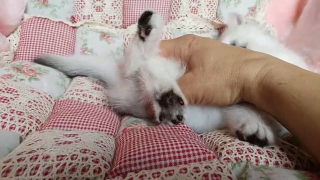 Daniel Sunshine Allen ns 24. Dob 15.02.19 смотреть онлайн