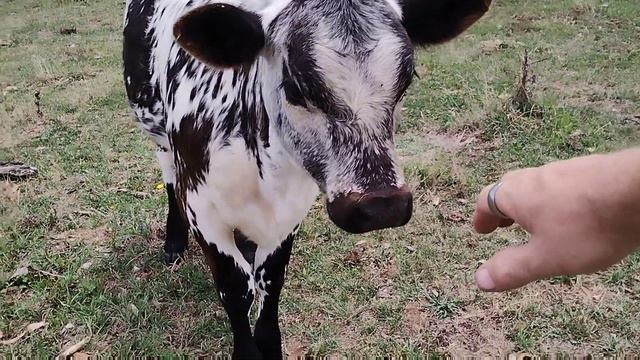 Cow January 2024 walk around update. #australia #love #farm смотреть онлайн