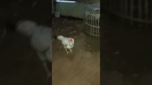 sienyin dan kiting lagi cari sarang telurnya 😁😘