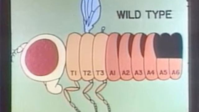 Ed Lewis' Drosophila homeotic mutants смотреть онлайн