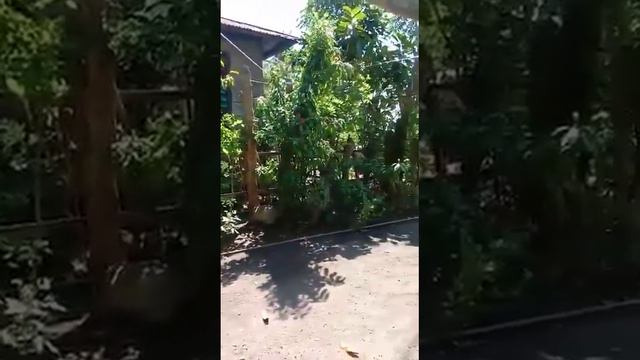 Cover Lagu Lembata Ina Maria Senaren смотреть онлайн