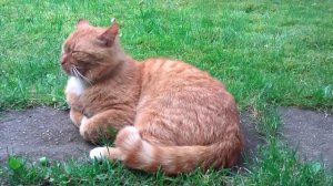 Rudolf / Pudzian - Kot Terminator - Garlfield in Real