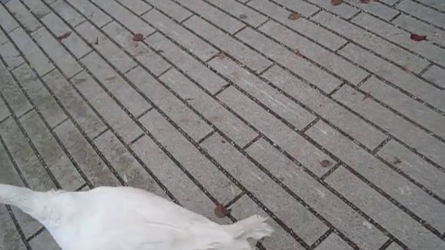Die verwirrte Gans von Thalkirchen смотреть онлайн