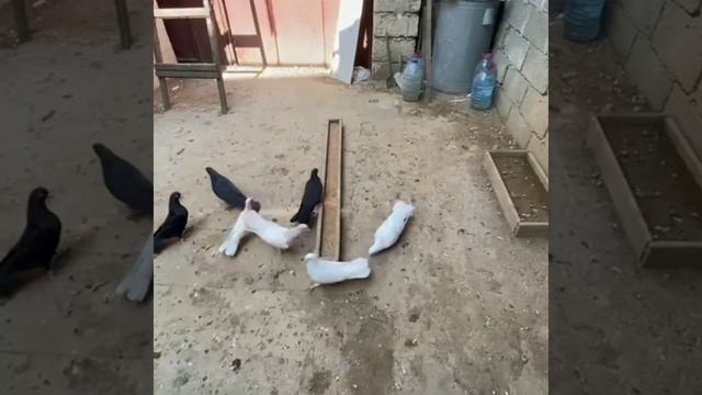 30.07.2022 Голуби Машаллы Мирзоева Pigeonsи Mashalla Mirzoev. Maşalla Mirzəyevin Göyərçinləri смотреть онлайн