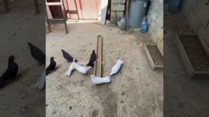 30.07.2022 Голуби Машаллы Мирзоева Pigeonsи Mashalla Mirzoev. Maşalla Mirzəyevin Göyərçinləri