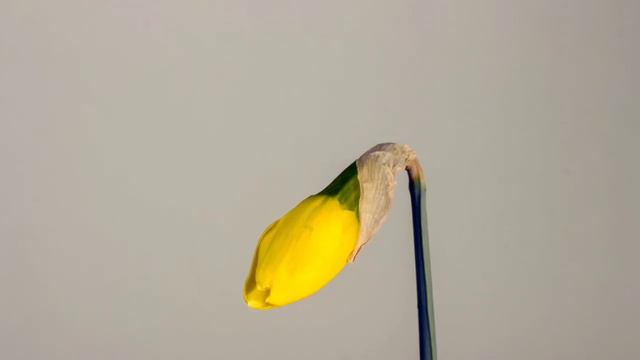 The Search 1912 Librivox Shapter_01 Grace Livingston Hill