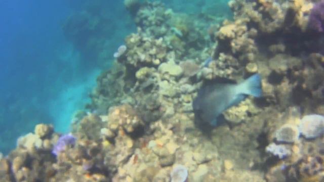 Great Barrier Reef Snorkel: Cairns, Queensland, Australia смотреть онлайн
