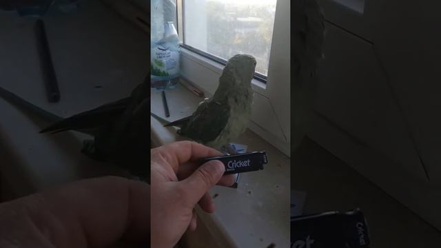 Александрийский попугай