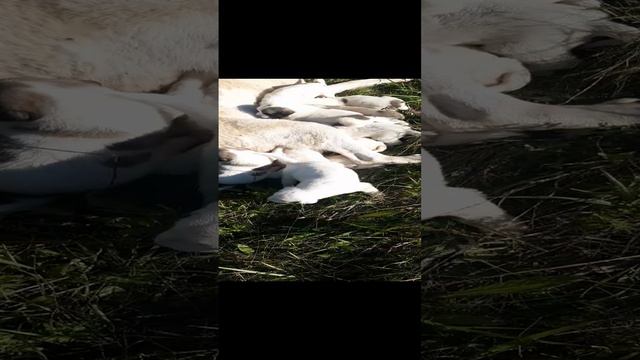 Щенки алабая 21 день смотреть онлайн
