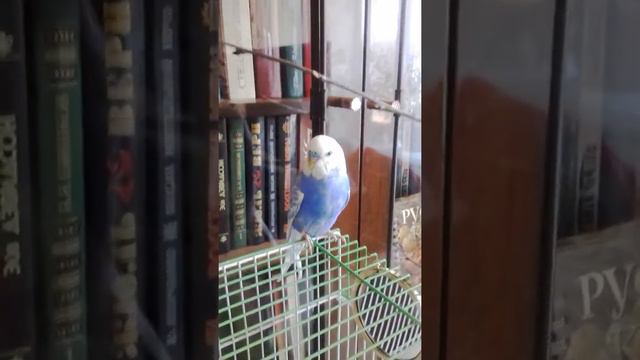 Мой волнистый попугай! 🐦🌞 смотреть онлайн