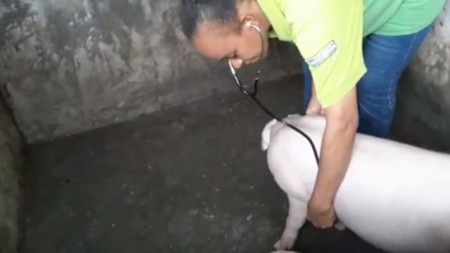Sanidad animal- ANGELA VERÓNICA TENORIO- tarea 1 de la unidad 1 смотреть онлайн