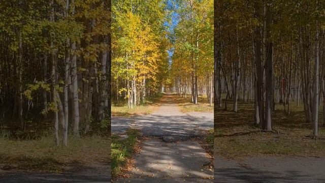 Исполнение мечты: прогулка по дорожке асмр рецепт фотосессияlovestory здоровье рецепты грибы