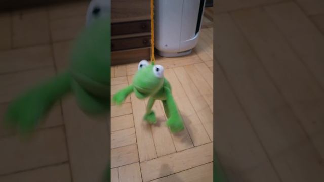Лягушонок стал вертолётиком #shorts смотреть онлайн