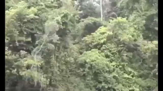 An Inaugural Voyage: Visit AWF's Lomako Conservation Science Centre смотреть онлайн