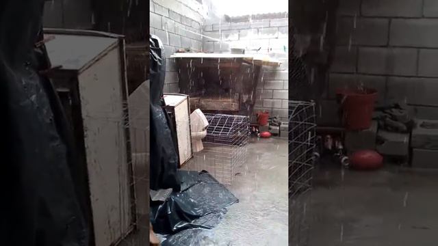 El Gaby mojándose en la lluvia смотреть онлайн