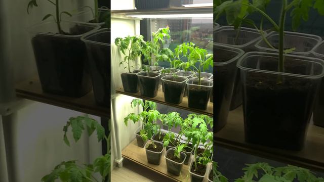 Стеллаж для рассады  #дача #огород #приколы #рассада #diy #garden #3d #3dprinting #юмор #humor