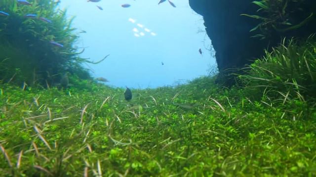 Acuario Sumida Takashi Amano 3