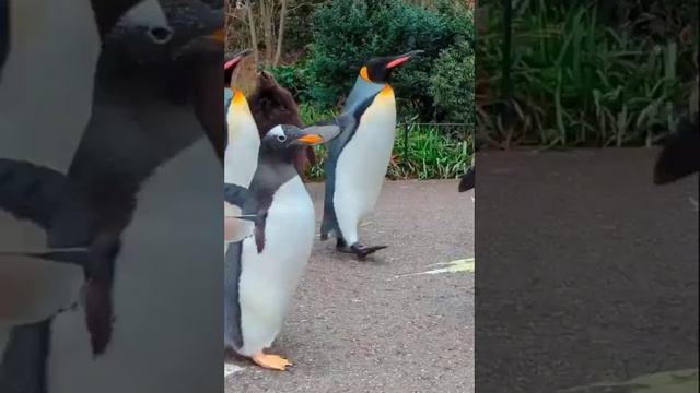 прикол смотреть онлайн