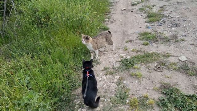 Walk With Misho And His Friends 🐈🐈⬛