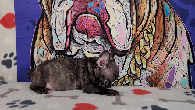 Male 1 / Violet x Sancho смотреть онлайн