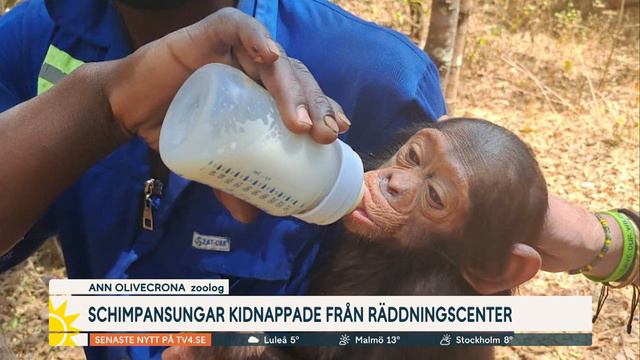 Schimpansungar kidnappade från räddningscenter: ”Kräver stor lösens… | Nyhetsmorgon | TV4 & TV4 Pla смотреть онлайн