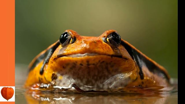 The Adventures Of Grandfather Frog 01 - Billy Mink Finds Little Joe Otter By Thornton W. Burgess (a