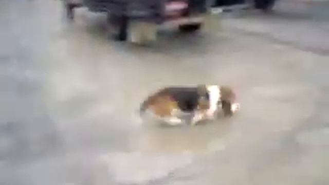 Duda - Basset Hound смотреть онлайн