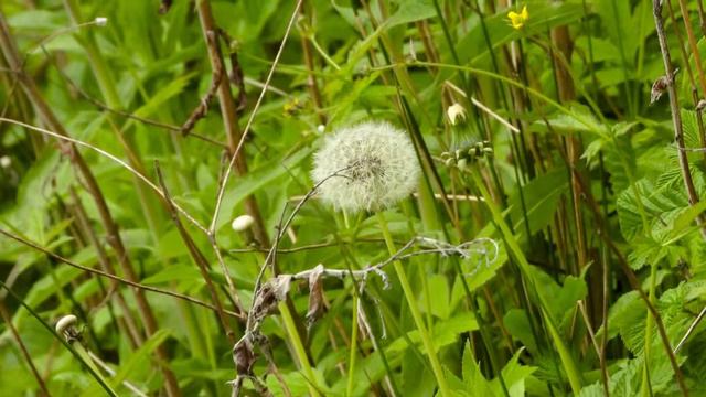 Pippin's Sunday morning stroll in Longton Brickcroft Nature Reserve, Lancashire. смотреть онлайн