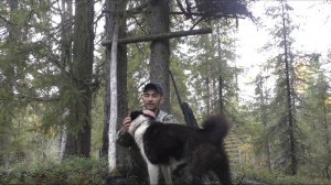 Охота в тайге на КОСАЧА и КУРОПАТКУ. О своём ружье