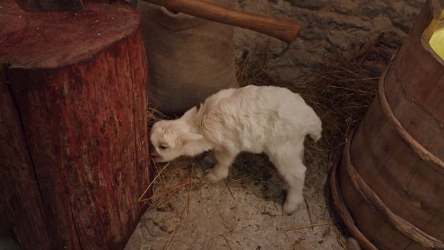 "Linnalooma" näituse avamine / Открытие выставки «Городское животное» / Kiek in de Kök / 1m50 смотреть онлайн